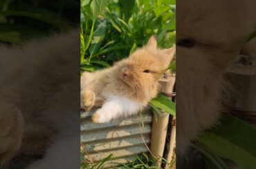 Baby rabbit sleeps #rabbits #animals #shorts #cute