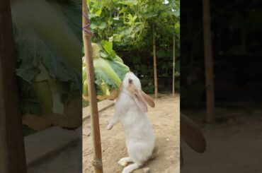 ASMR: Cute Bunny Munching on Fresh Cauliflower! #rabbit #rabbitbreeds #rabbitdiet