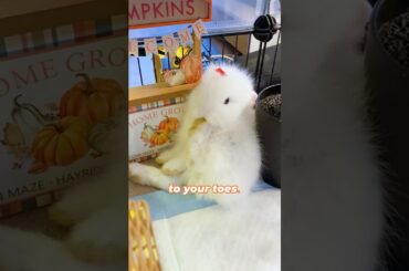 Bunny Bunny You're So Funny ! #funnyvideo #bunny #cutebabyfunny #cute #pets