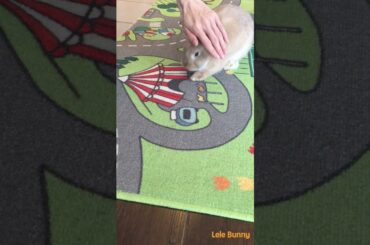 #bunny #rabbitbreeds #rabbit #smartrabbits #pets #cute #animals #houserabbit #funny