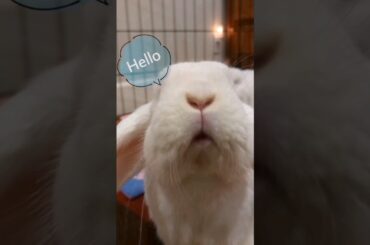When A Cute Bunny Wants Attention...