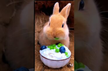 Rabbit eat some food #cute #rabbit #sorts #pets