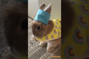 #bunny #rabbitbreeds #rabbit #mycuterabbit #smartrabbits #pets #cute #cat #houserabbit