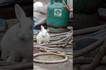 Cute rabbit feed time