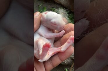 Found cute baby rabbit #shorts #tranding