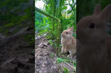 #cute #petbunny #rabbit #funnybunny #animals #bunnys #cuteanimals #bunny #rabbiteating #rabbitbreeds