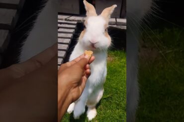 #cute #animals #rabbit #bunny #pets #shortvideo #rabbitbreeds #pet #mycuterabbit #cuteanimal