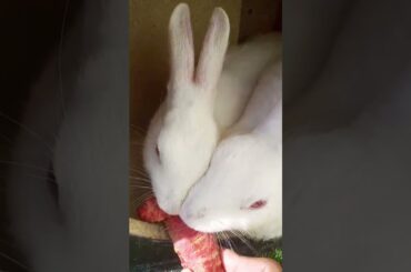 #cute #rabbit #animals #pets #cuteanimals #rabbitlife #rabbitbreeds