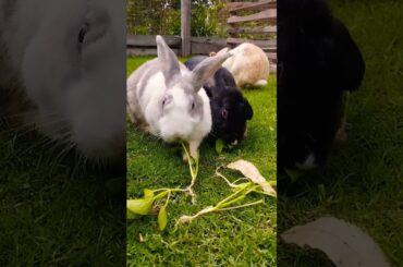 #rabbit #petrabbit #cute #houserabbit #animals #petbunny #pets #bunny #shortvideo #rabbitbreeds