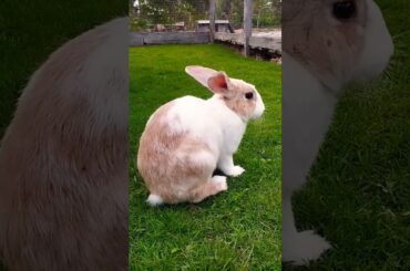 #rabbit #cute #bunny #pets #animals #shortvideo #rabbitbreeds #pet #mycuterabbit #animal