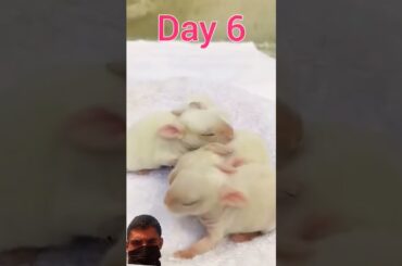 "Rabbit's Adorable Babies Growing Up Day by Day! | Cute Baby Rabbits Transformation"#ytshorts #reel