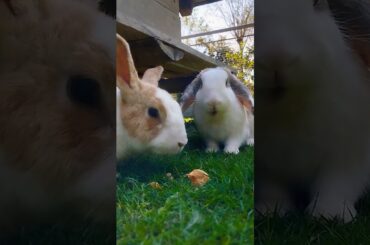 #cute #rabbit #pets #animals #bunny #shortvideo #rabbitbreeds #pet #mycuterabbit #cutepet