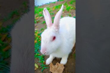 Cute rabbit short video - #rabbit #bunnys #cuteanimal #cutepet