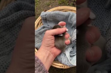 cute just born baby bunny #shorts #babybunny #bunny