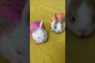 What should bunny babies wear in winter? rabbit#bunny#2022#baby#cutest#beautifulbunny
