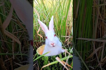 Cute bunny have an eating,hide into the watermelon pot. Cute rabbit funniest.