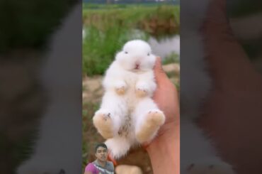 This rabbit can eat even sleeping #rabbit #pets #cute #bunny #houserabbit