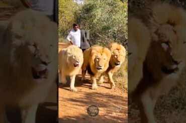 Shocking! A Cute Bunny Transformed into a Wild lion!#animals #cute #short