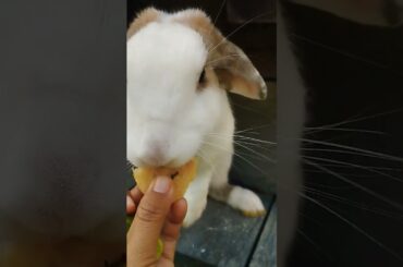 #rabbit #cute #bunny #pets #animals #shortvideo #rabbitbreeds #pet #mycuterabbit #animal