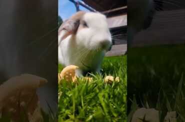 #rabbit #cute #pets #bunny #cutebunny #shortvideo #rabbitbreeds #pet #mycuterabbit #cuteanimal