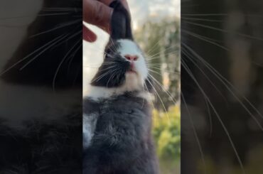 #rabbit #petrabbit #pets #cute #rabbit #animals #petsvlog #petsvloging #babyanimals #dailyvlog