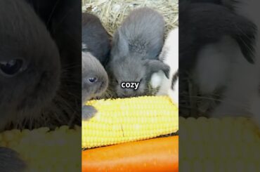 Adorable Baby Bunnies: Cuteness Overload!