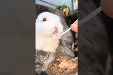 She is playing with the bunny #rabbit #bunny #cute #cutebunny