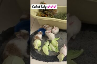 What to feed baby rabbits:3 weeks old#2022#baby#bunny#rabbit#beautifulbunny