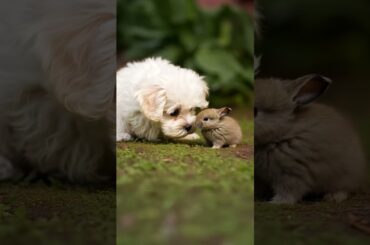 Cute Baby Bunny Thinks Puppy Is His Mother #puppy #puppydog