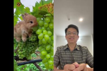 cute rabbit #cute #petrabbit #animals #petbunny