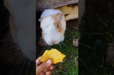 #rabbit #bunny #cute #cutebunny #pets #shortvideo #rabbitbreeds #pet #mycuterabbit #animal