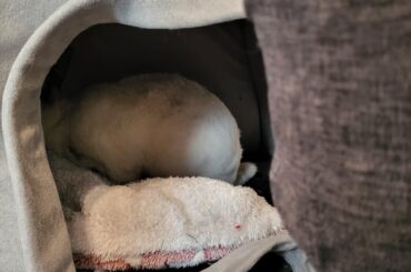 I gave her a cosy mat for Igloo and she turned it into a fort