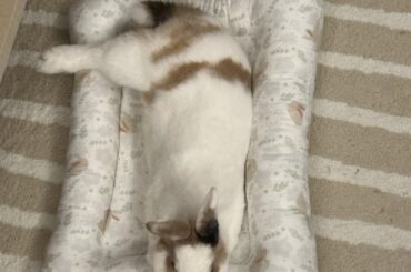 Drumstick stickin out