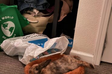 does your bunny ever just????