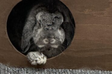Today’s buncomfortableness.  I think this is his BACK paw!