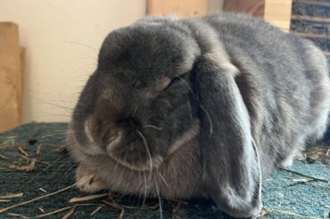 How Thelma sleeps after jumping on my desk to eat a pencil