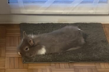 She just got out of her cage for the very first time!