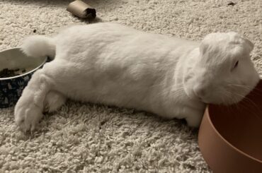 He could lay anywhere but chose to have his head in his water dish and butt in his food bowl