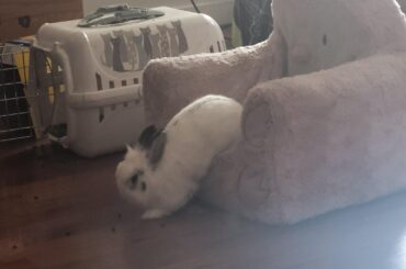 This is Tyrion's current favourite way to hang out in his chair