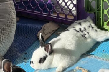 On a hard plastic that’s supposed to keep them from chewing the mats? It was in the corner btw Dennis moved it lol