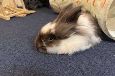 Charger Diesel, Professional Caterpillar