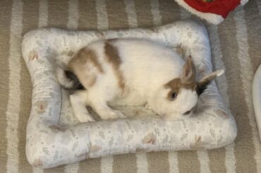 A sequel to the drumstick… the climbing feets