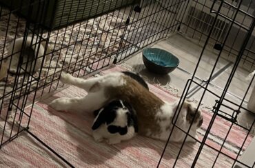 Walked in on this today