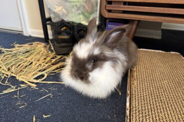 Charger Diesel, Professional Loaf