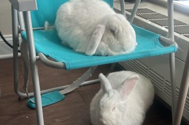 Let your loaves rest properly for best floofing, I mean proofing, 🍞🍞