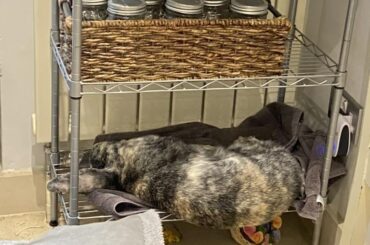 moose...you are actually about to fall