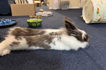 Charger Diesel, Professional Fuzzy Caterpillar