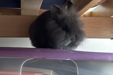 Dust Bunny Or Loaf?