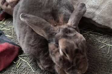 I'm loving the gradual red shift of Ellie's fur as she ages