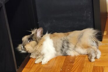 She has a fluffy bunny bed, but no, this is so much better...